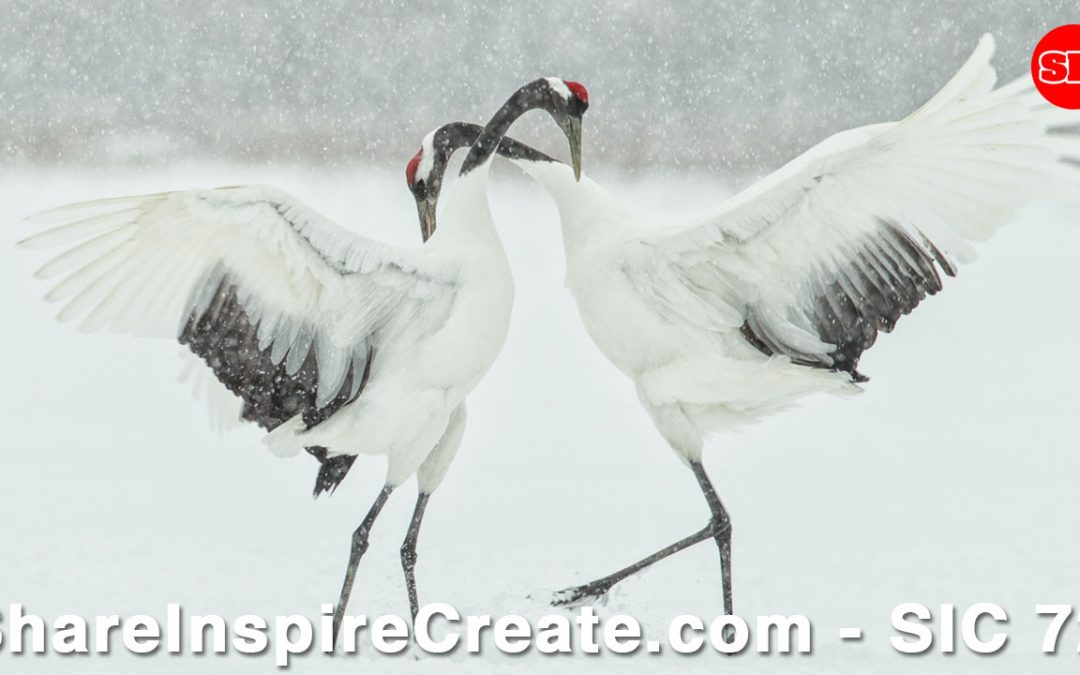 SIC 72 - Twisted Hands & Red-Crowned Cranes with Martin Bailey