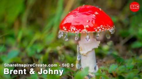 SIC 05 - Fairy Tale Mushrooms